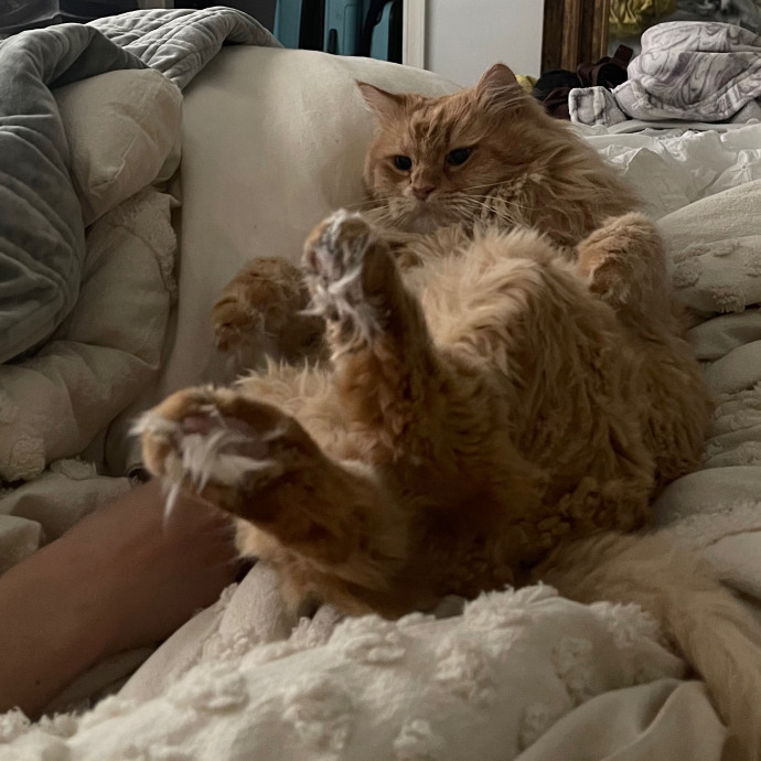 Taylor's Top Notch Kitty Sitting