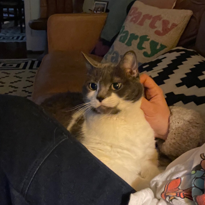 Taylor's Top Notch Kitty Sitting photo 3