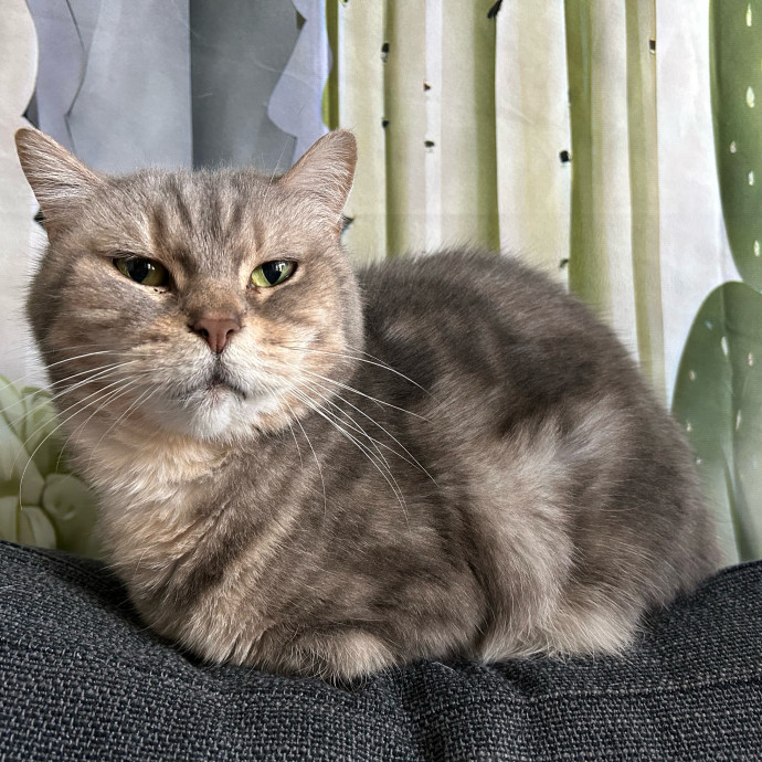 Ballanah The Cat Bestie In Atlanta