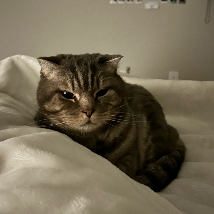 Ballanah The Cat Bestie In Atlanta