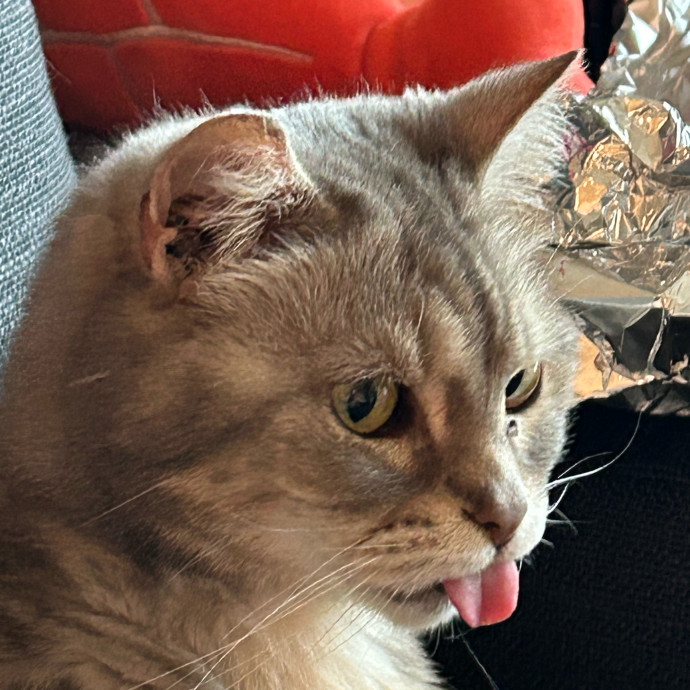 Ballanah The Cat Bestie In Atlanta photo 3