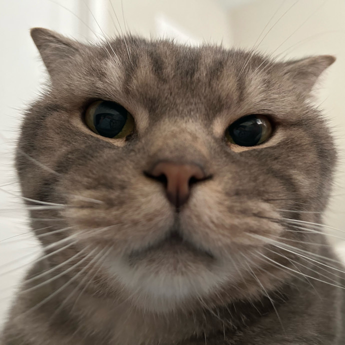 Ballanah The Cat Bestie In Atlanta photo 2