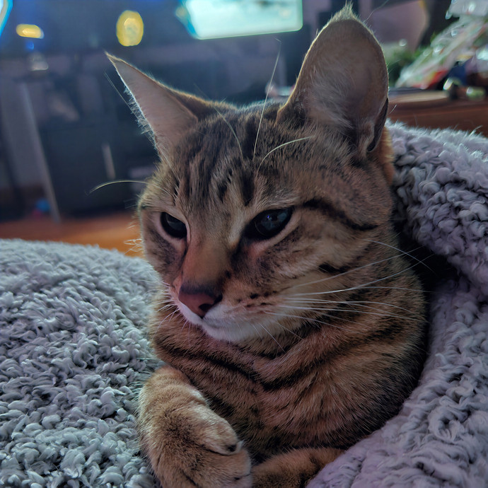 Milwaukay Kittay
