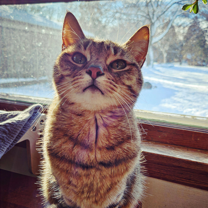 Milwaukay Kittay