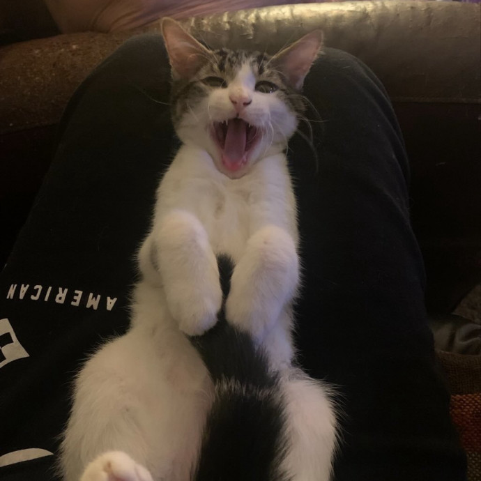 Hayley's Kitty Care