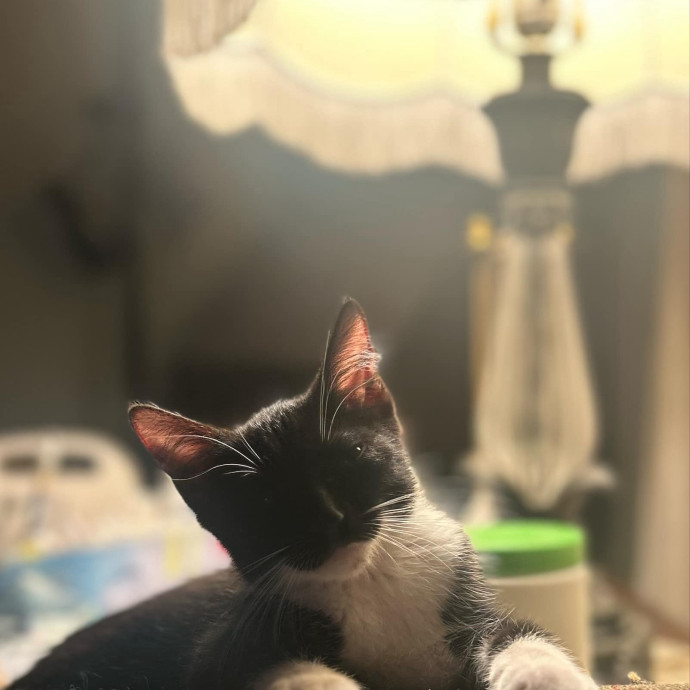 Hayley's Kitty Care