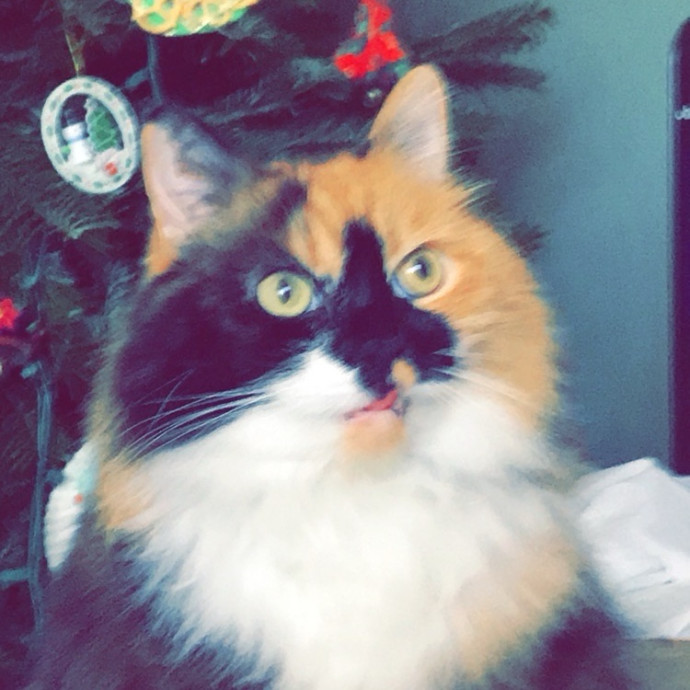 Hayley's Kitty Care