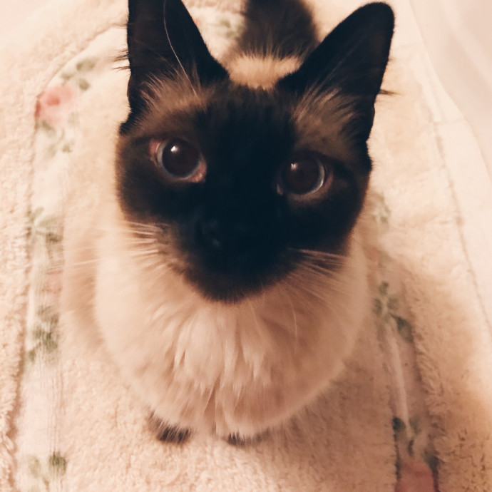 Hayley's Kitty Care