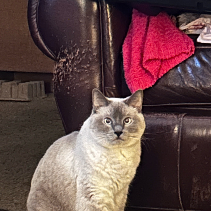 Hayley's Kitty Care photo 3