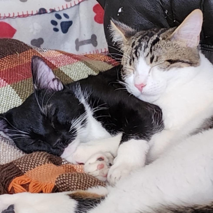 Hayley's Kitty Care photo 2