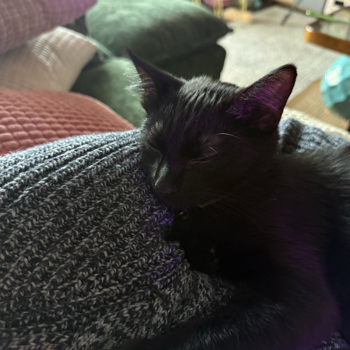 Purr Patrol With Jojo