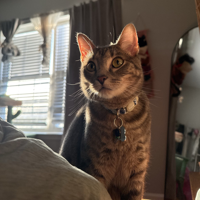 Purr Patrol With Jojo