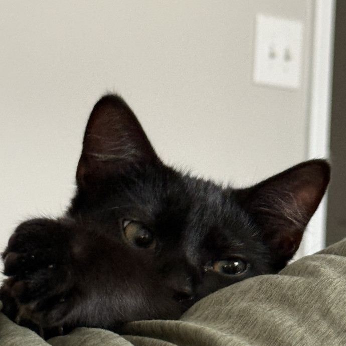 Purr Patrol With Jojo
