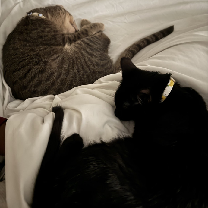 Purr Patrol With Jojo