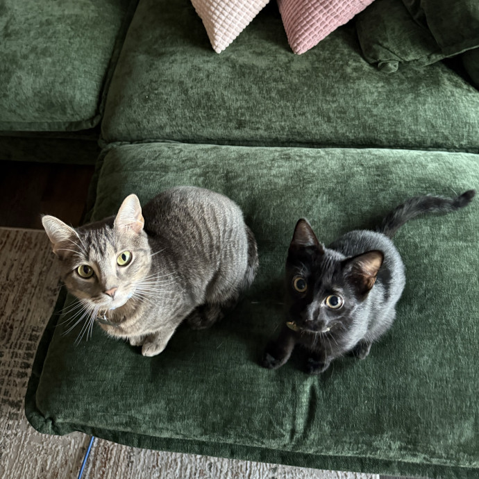 Purr Patrol With Jojo