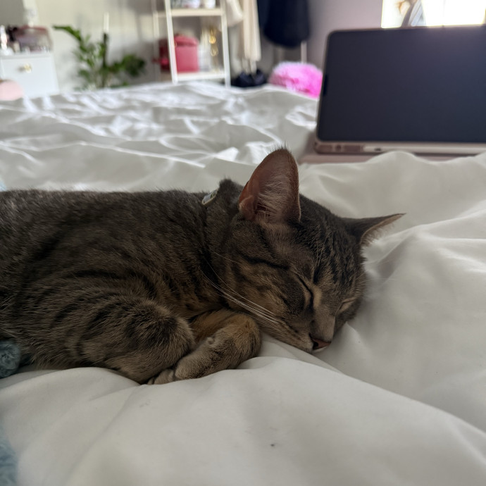 Purr Patrol With Jojo
