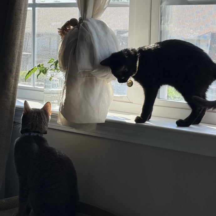 Purr Patrol With Jojo