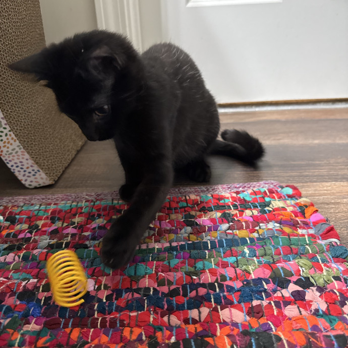Purr Patrol With Jojo