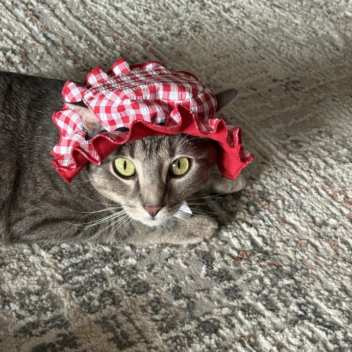 Purr Patrol With Jojo photo 3