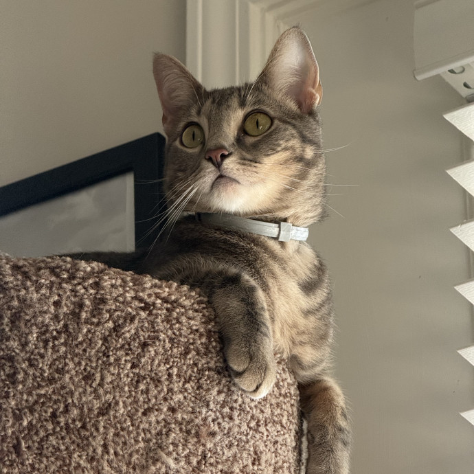 Purr Patrol With Jojo photo 2