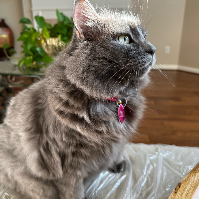 Your Cat's New Best Friend
