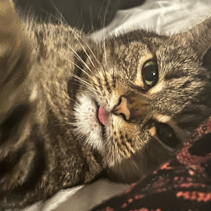 Your Cat's New Best Friend