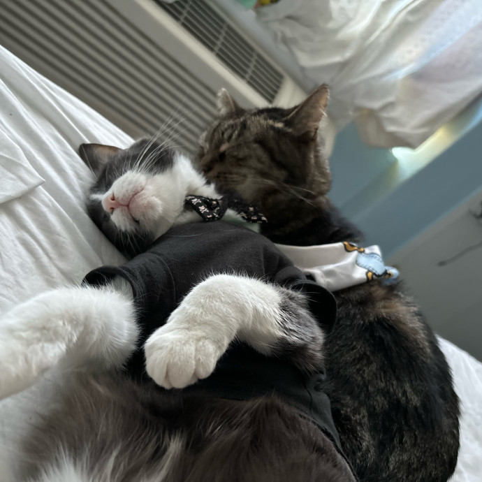 Your Cat's New Best Friend