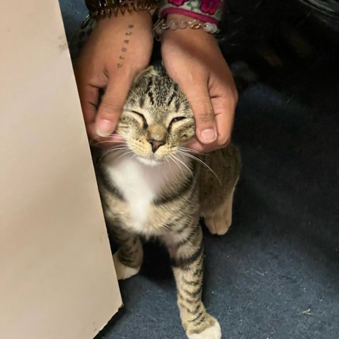 Your Cat's New Best Friend