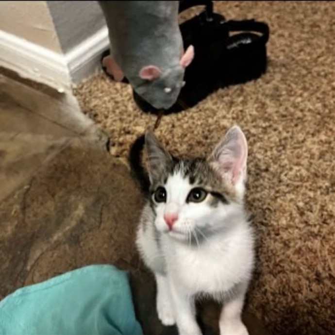 Your Cat's New Best Friend