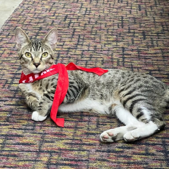 Your Cat's New Best Friend