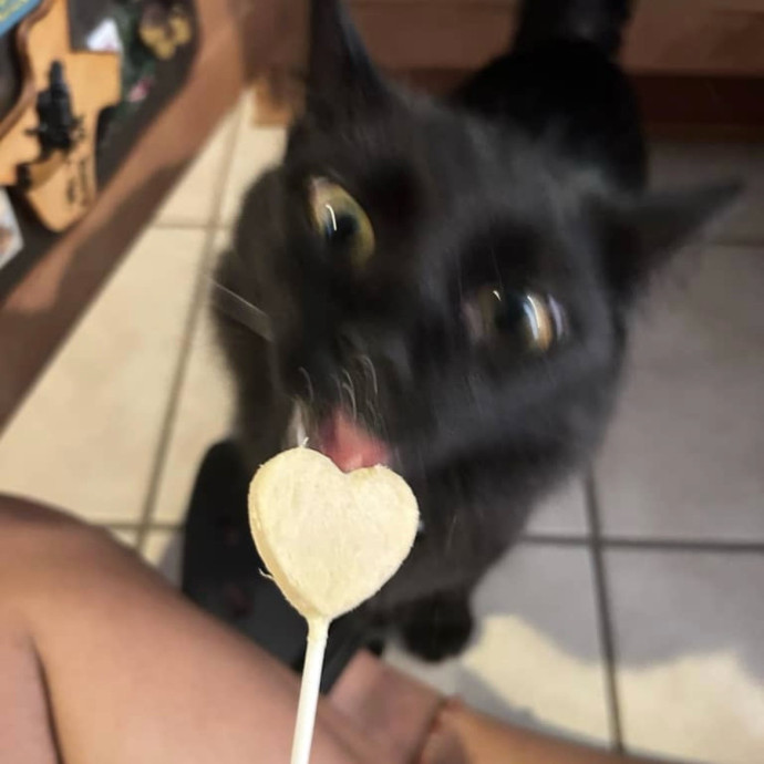 Your Cat's New Best Friend