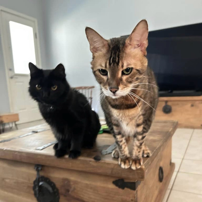 Your Cat's New Best Friend