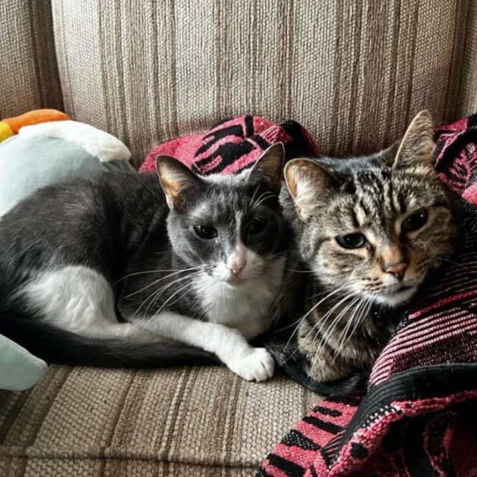 Your Cat's New Best Friend