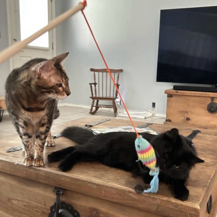 Your Cat's New Best Friend