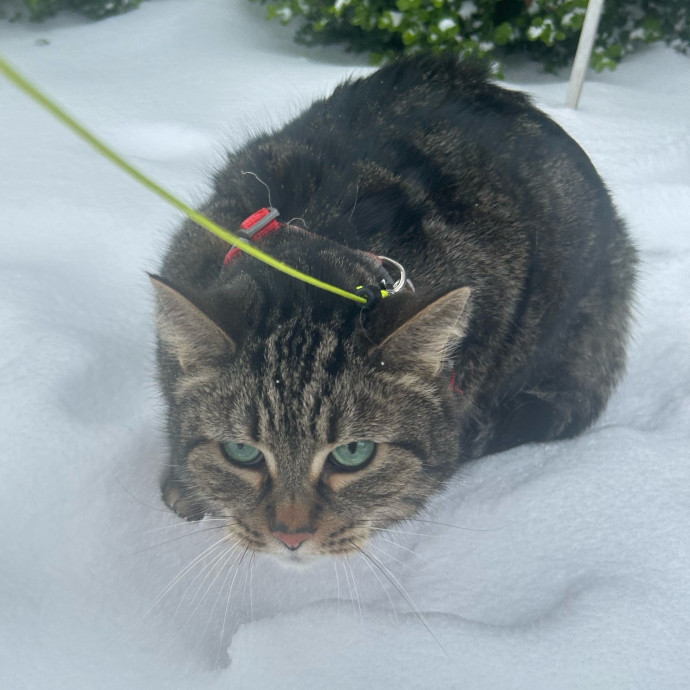 Your Cat's New Best Friend