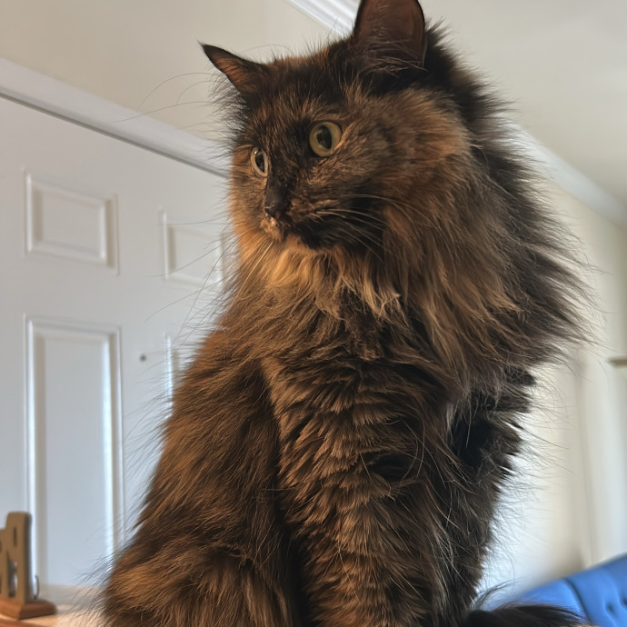 Your Cat's New Best Friend
