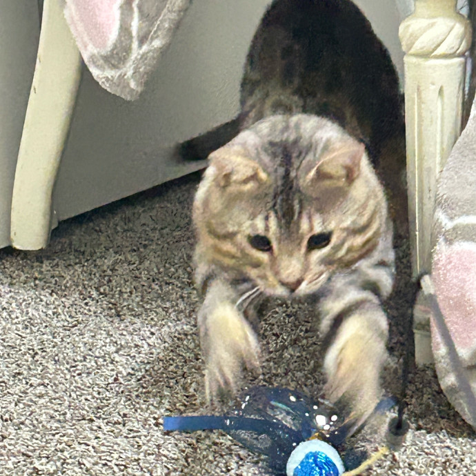 Your Cat's New Best Friend