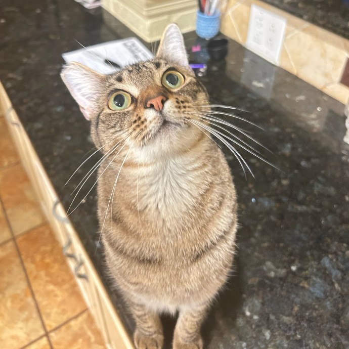 Your Cat's New Best Friend