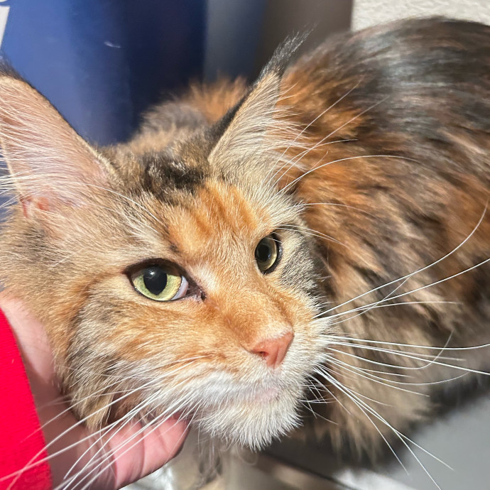 Your Cat's New Best Friend