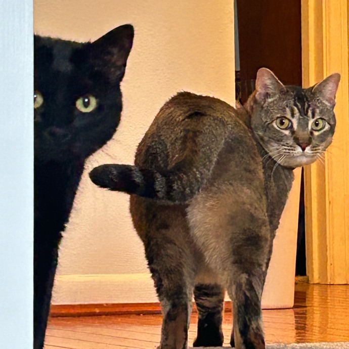Your Cat's New Best Friend