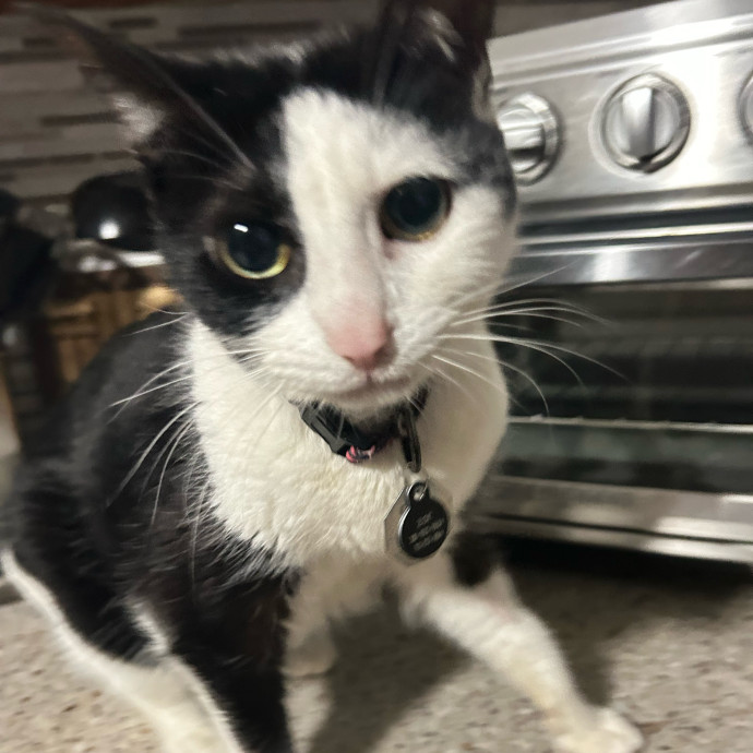 Your Cat's New Best Friend