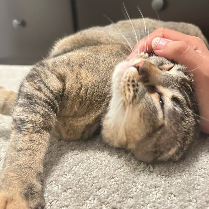 Your Cat's New Best Friend