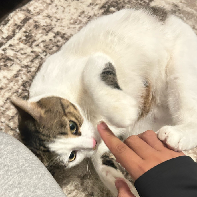 Your Cat's New Best Friend