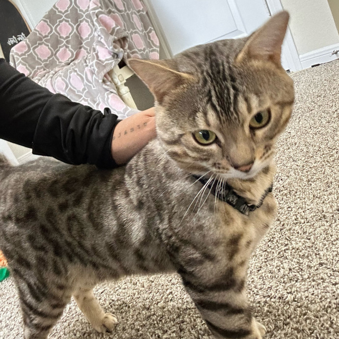 Your Cat's New Best Friend