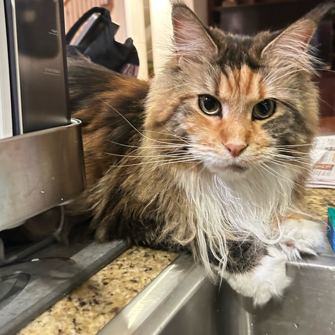 Your Cat's New Best Friend