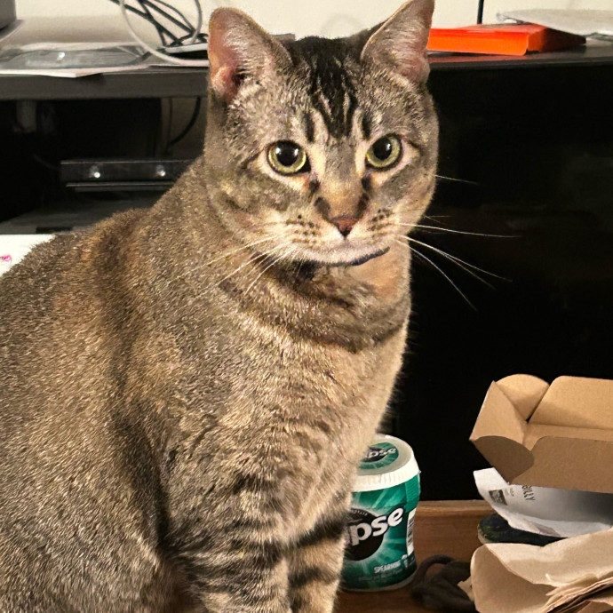 Your Cat's New Best Friend