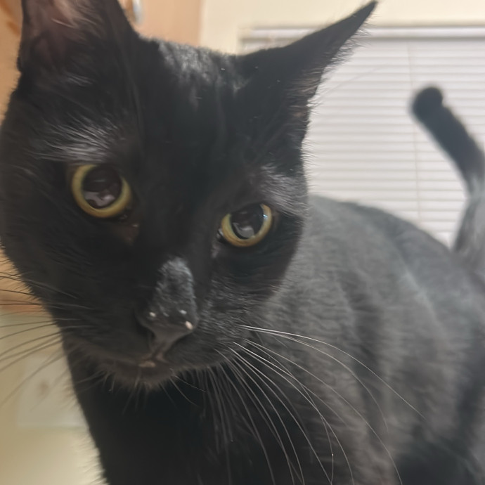 Your Cat's New Best Friend