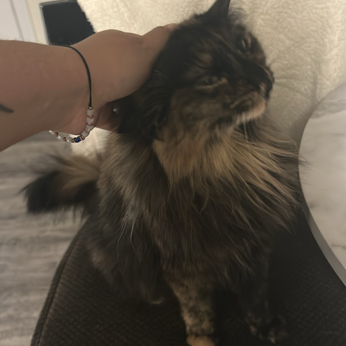 Your Cat's New Best Friend