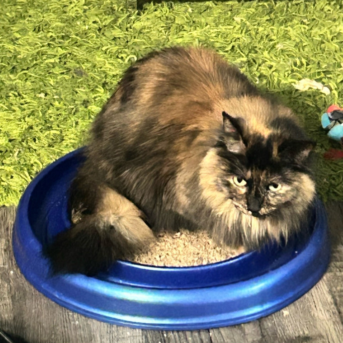 Your Cat's New Best Friend