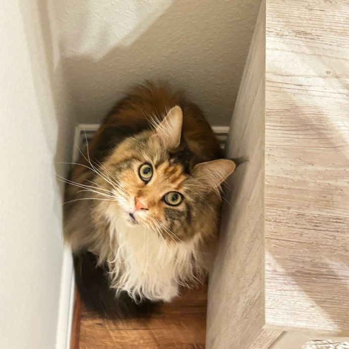 Your Cat's New Best Friend